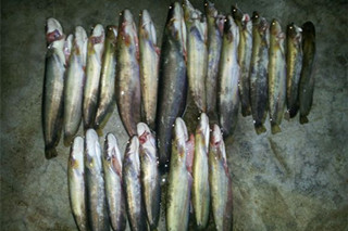 秋季釣鯰魚和黃顙魚的用餌技巧