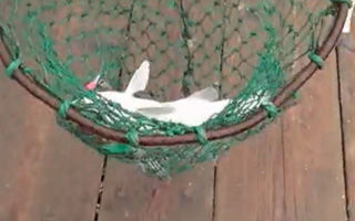 鯰魚垂釣方法和釣鯰魚技巧詳解