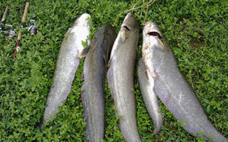 釣鯰魚的珍藏之寶之亂石底釣組