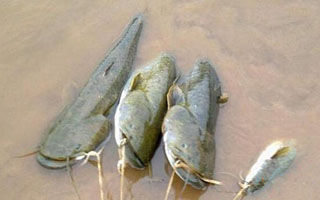 夏秋夜釣鯰魚的經驗之談（釣法、釣餌、線組）