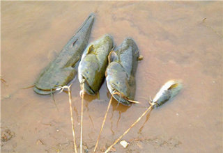 鯽魚草魚鯉魚鯰魚的找魚道技巧