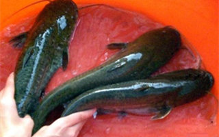 鯰魚的特征及夜釣的釣法技巧