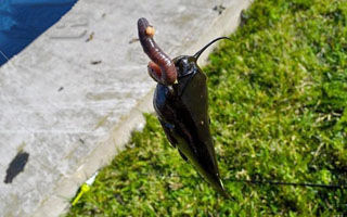 南方冬季垂釣鯰魚的六個要領