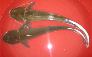 圖文詳解塘鲺、鯰魚的區別介紹
