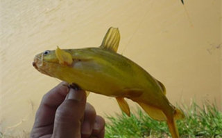 夏季陰雨天釣黃顙鯰魚的技巧