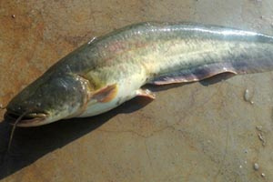 野釣大型鯰魚正確選擇釣點的方法