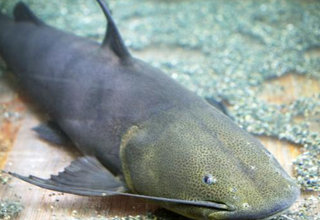 拋竿釣鯰魚的釣組及釣法大全