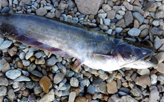 夏釣鯰魚的選時選位與釣法的注意