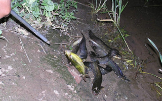 初秋夜釣鯰魚的用餌選擇及裝鉤技巧
