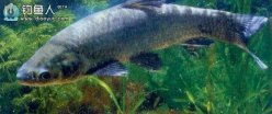 非常實用的釣青魚技巧總結