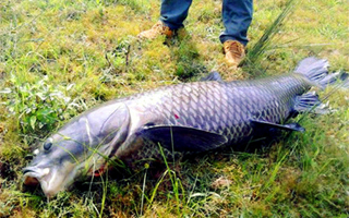 夏季海竿野釣青魚的四個技巧