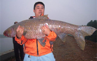 水庫釣青魚的漂訊反應和提竿技巧