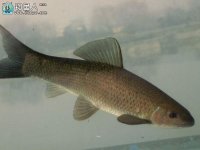 釣青魚咬鉤的浮漂標相特征詳解