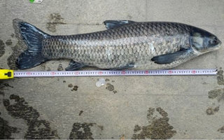 釣青魚的八個實用技巧分享