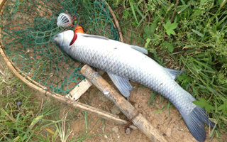 釣青魚的五個實用經驗技巧