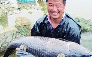 各地高手分享釣大青魚的技巧