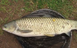 金秋季節水庫守釣鯉魚草魚青魚技巧