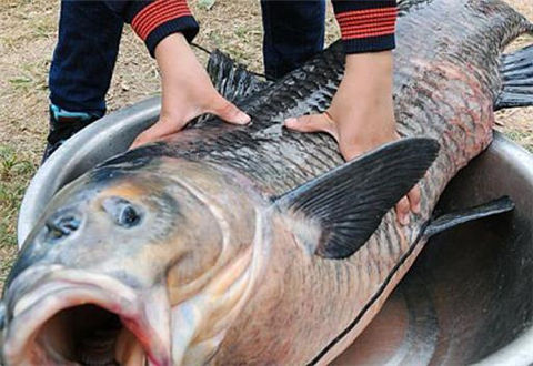 冬天釣青魚從出釣到溜魚的全方位攻略