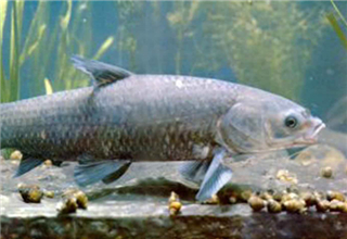 秋季大青魚怎么釣？教你四個實戰技巧