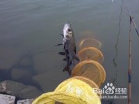 如何釣魚系列之如何垂釣青魚（習性釣法）