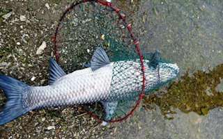 水庫釣青魚的選位打窩用餌技巧及釣法