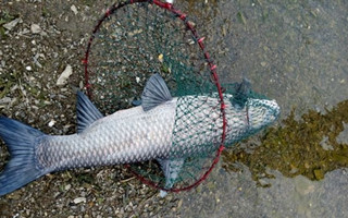 水庫釣青魚的選位打窩用餌技巧