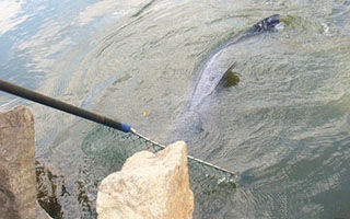 秋季湖庫垂釣大青魚的五個技巧