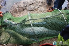釣青魚的四大要點及五大引遛技巧詳解