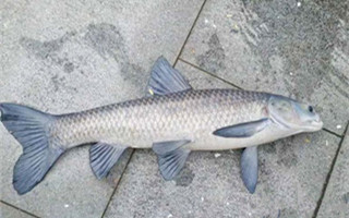 水庫釣青魚技巧經驗分享