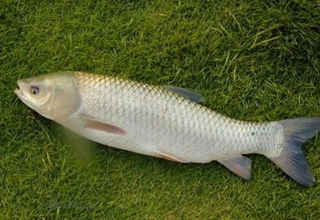 青魚的釣點、釣具、用餌及溜魚技巧