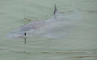 冬季釣青魚的選位用餌及注意事項