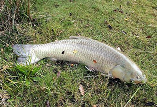 手竿或海竿釣青魚垂釣技巧及注意事項