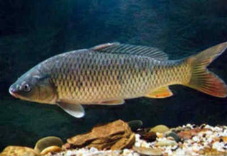 夏季釣大青魚的5大技巧
