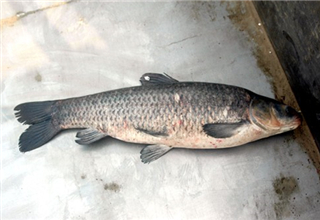 秋季釣青魚，教你三款打窩餌料