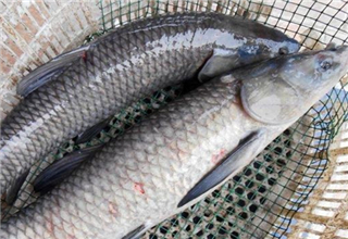 使用螺螄餌，手竿釣大青魚