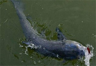 大青魚選釣位與做魚窩的方法