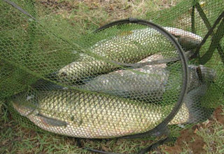 夏季水庫釣青魚的4個技巧