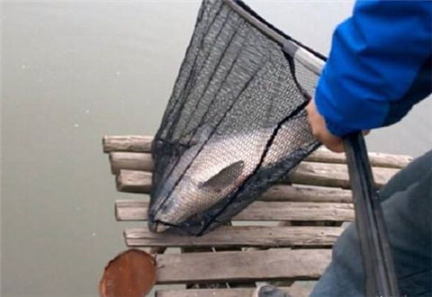 冬天能不能釣青魚？分享3個冬釣青魚技巧
