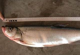 手竿垂釣五種兇猛魚的方法