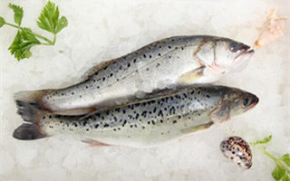 鱸魚的生活習性及手、海竿垂釣方法