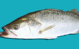 釣鱸魚用什么樣的釣具與釣餌好？