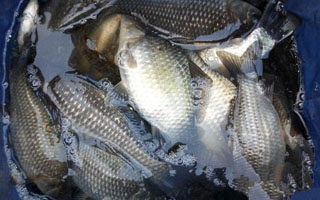 美人魚魚線的性能測評 [圖]