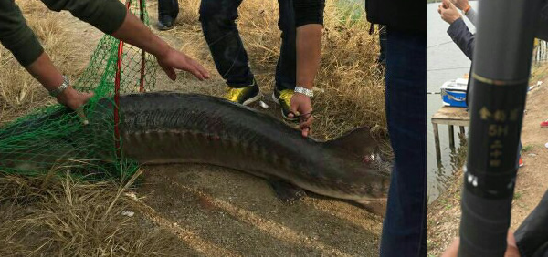 這竿2斤魚隨便飛，70斤鱘魚也能干