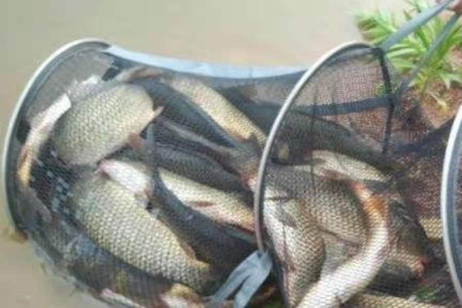 不是跟你吹，鯉魚釣了二十年，唯獨這技巧管用，試過的人不一般