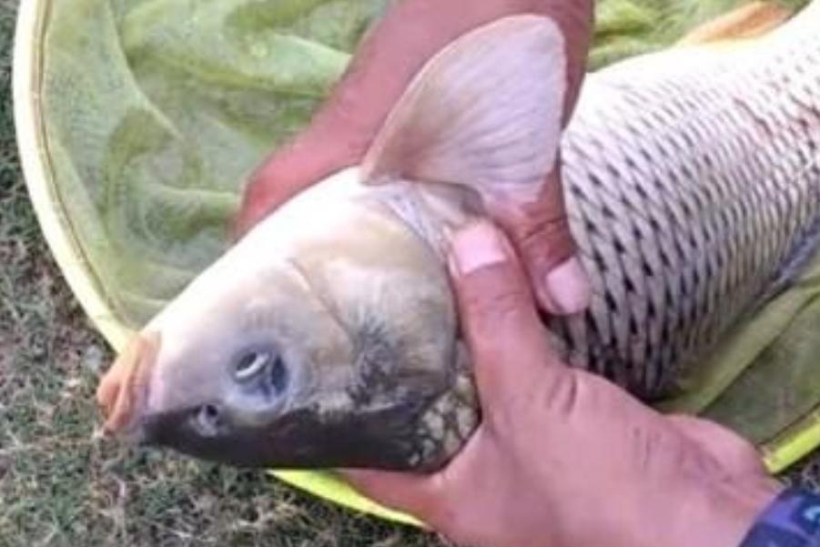 春天這樣誘釣鯉魚，方法簡單，上魚又快又狠，連釣3天還嫌少