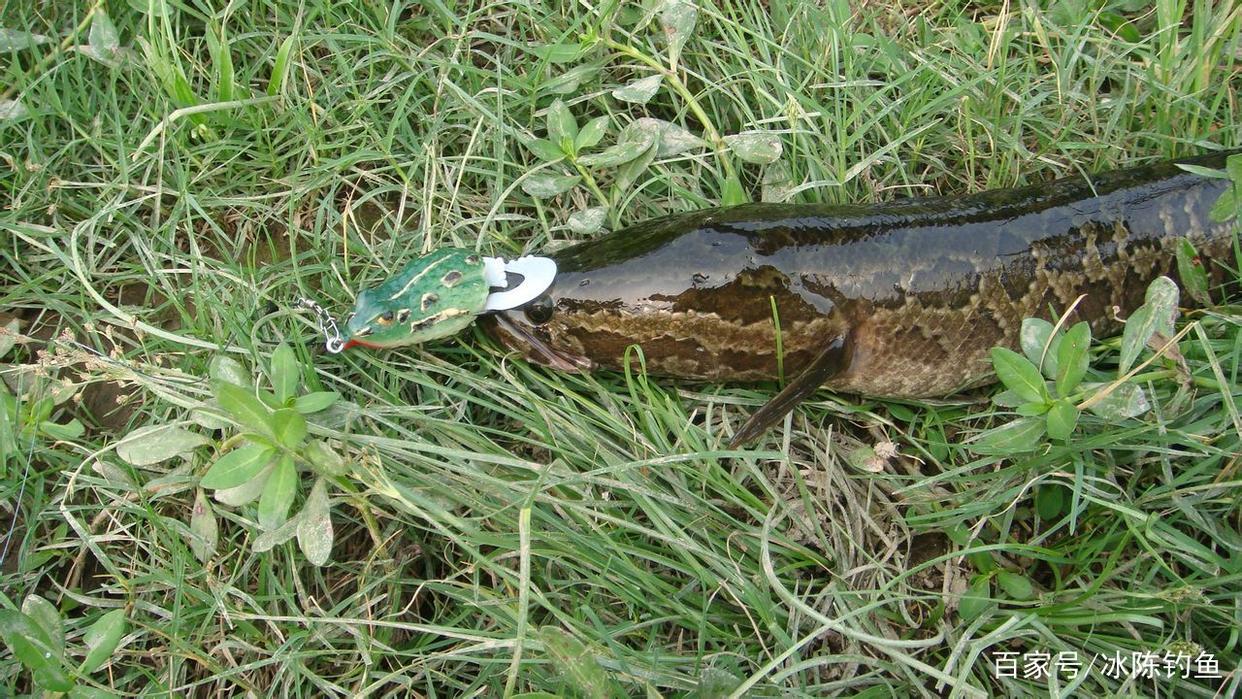 3種釣黑魚的方法和技巧，你覺得哪種更有效？