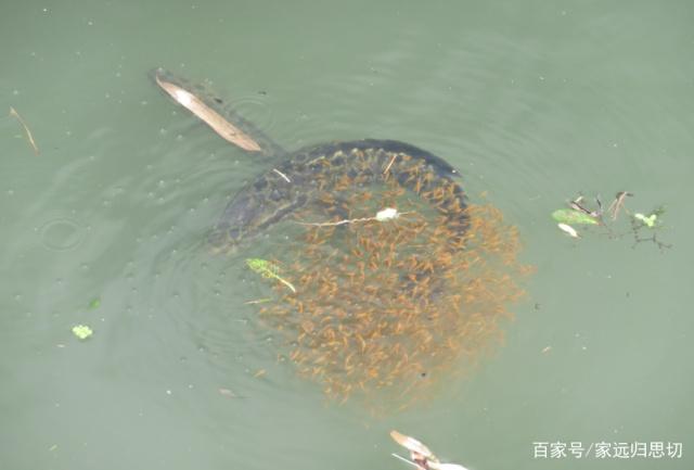 夏季黑魚其實很好釣，注意好這幾點，大黑魚一釣一個準