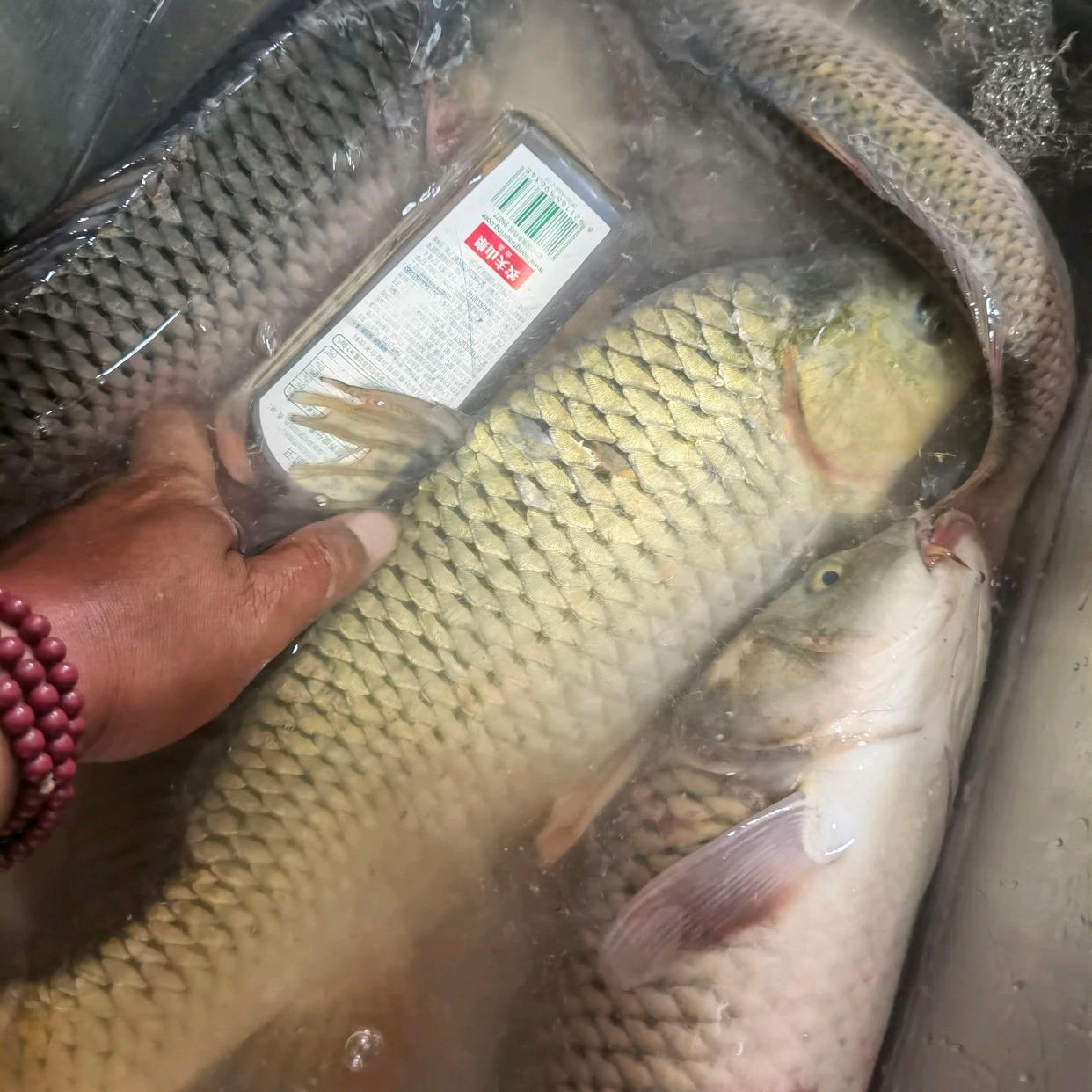 野釣：黃河鯉魚怎么釣（開餌是關鍵）