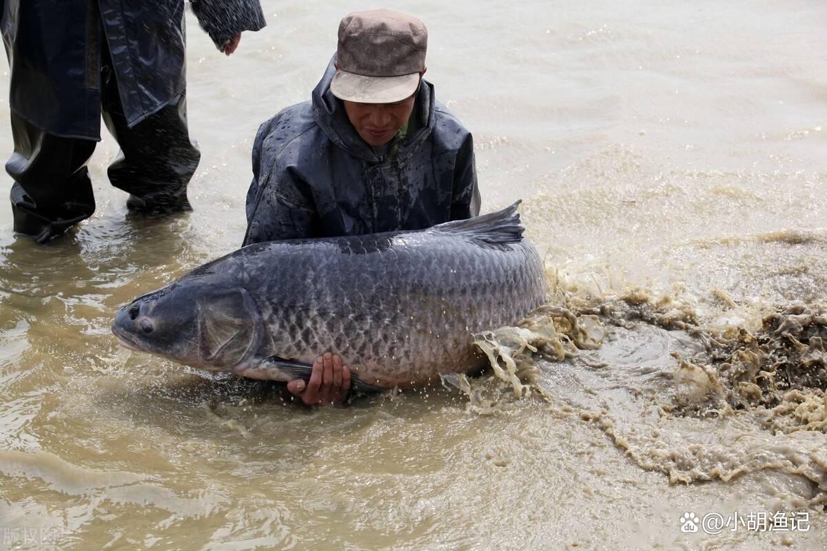 青魚精？江蘇釣友釣起百斤巨型青魚，網友表示：我還釣過500斤的