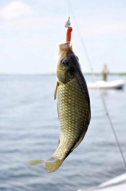 釣鯽魚，許多釣魚愛好者鐘愛的一種垂釣運動